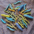 1/10pcs 3D Caterpillar Hair Clips Novelty Insect Hairpins Halloween Prank Toys Creepy Crawlers Headwears Cosplay Adults Party TAVEN System LLC